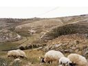 normal_Bethlehem25252520Sheep.jpg