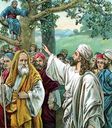 Zacchaeus006.jpg