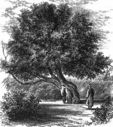 fig-tree.jpg