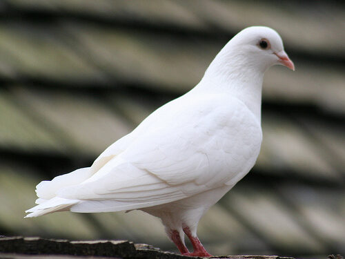 ستيلا عصفورة الله الصغيرة متبالهة من أجل المسيح -قصة وعبرة-