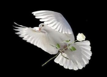 من ثمار الروح القدس (السلام) – للأب القمص أفرايم الأنبا بيشوى