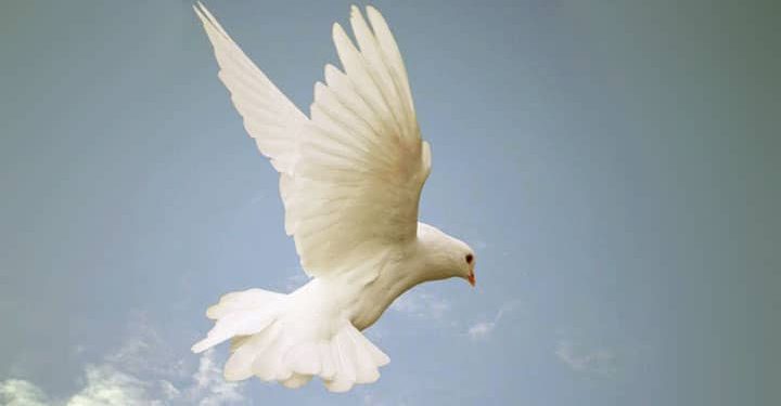 السلام من كتاب ثمر الروح – البابا شنوده الثالث (2)