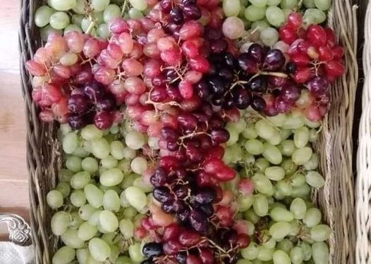  تقدمة العنب في عيد التجلّي