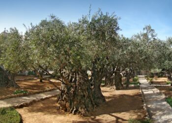 بستان جَثْسَيْمَانِي حيث صلى الرب يسوع قبل آلامه