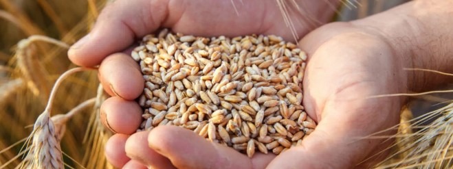 حبَّة القمح