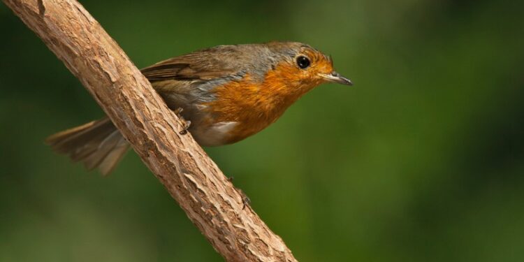 العصفور والصليب – قصة وعبرة