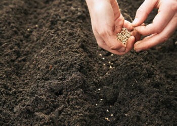 صلاة على بذور الزرع