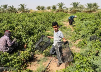 صلاة عند قطف كرم