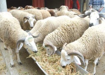 صلاة على المواشي