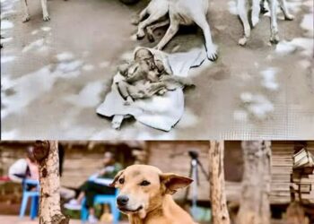 الوفاء والحب الحقيقيين لا يشترط أن يكونا من بني البشر – قصة وعبرة حقيقية